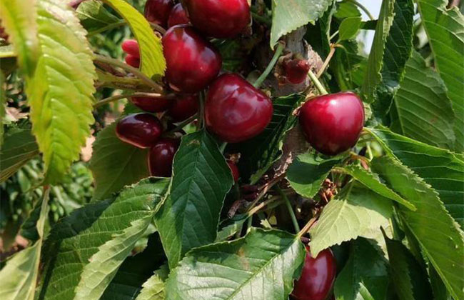 櫻桃樹苗幾月份種植?櫻桃苗種植方法 櫻桃樹苗幾月份種植?櫻桃苗種植方法