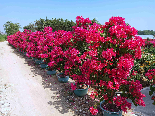 重瓣大紅三角梅