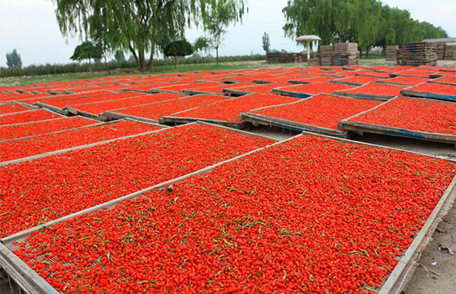 枸杞子多少錢一棵?2020年枸杞子價格最新行情預測 枸杞子多少錢一棵?2020年枸杞子價格最新行情預測