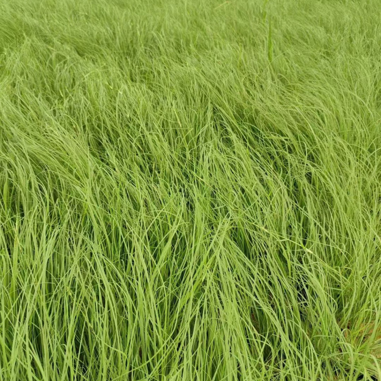 野牛草營養缽苗容器苗