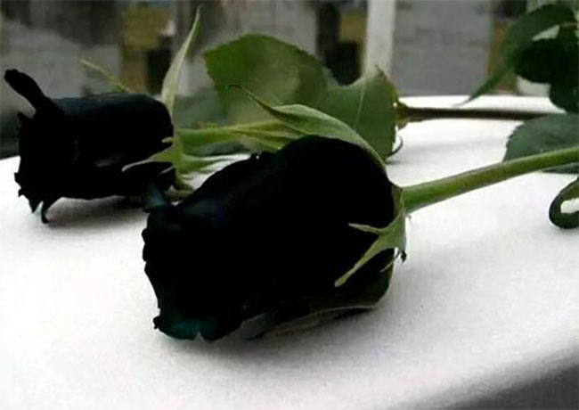 黑玫瑰的花語是什么？黑玫瑰的寓意和象征