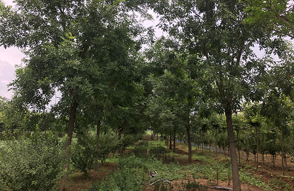 苗木基地實拍 苗木基地實拍