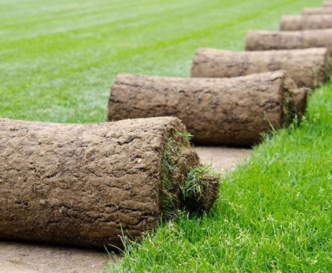 矮生百慕大和果嶺草哪個好?百慕大與果嶺草區(qū)別 矮生百慕大和果嶺草哪個好?百慕大與果嶺草區(qū)別