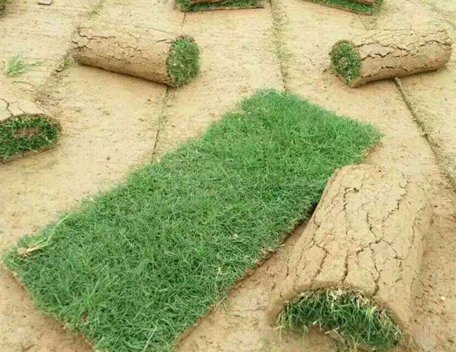 矮生百慕大和果嶺草哪個好?百慕大與果嶺草區(qū)別 矮生百慕大和果嶺草哪個好?百慕大與果嶺草區(qū)別