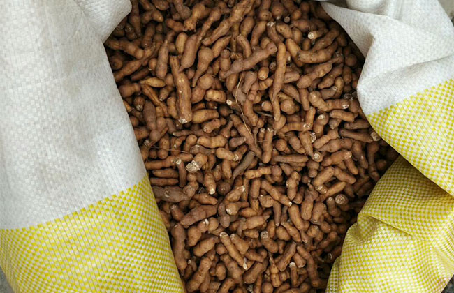 野生蕨麻有什么功效?蕨麻的功效與作用 野生蕨麻有什么功效?蕨麻的功效與作用