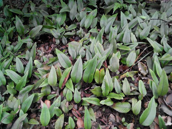 石韋的功效與作用有哪些?石韋種植前景怎么樣? 石韋的功效與作用有哪些?石韋種植前景怎么樣?