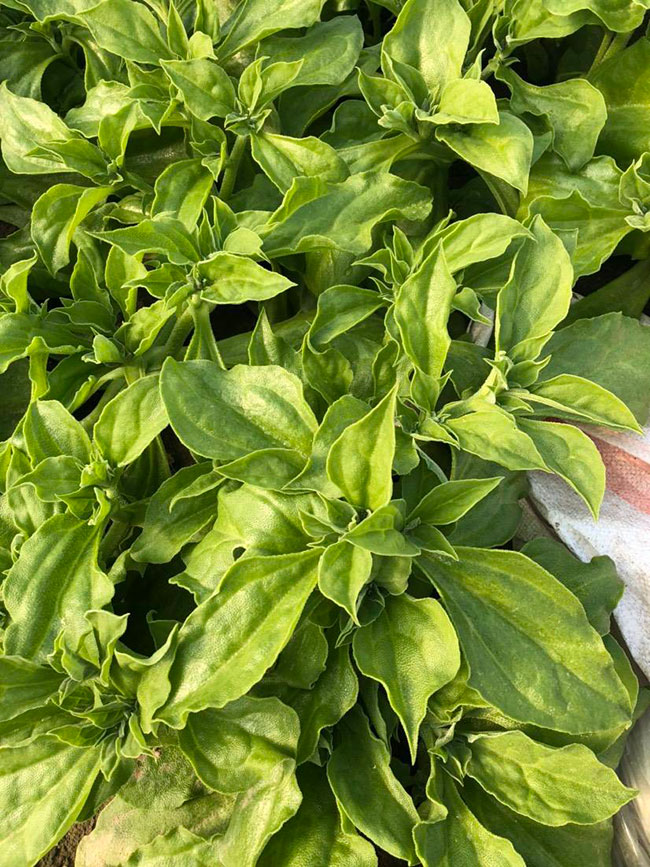 冰草又名冰菜，近幾年在市場上是極為熱銷的綠色菜品。冰草營養價值高，吃起來口感鮮美，營養價值高，市場價格很高，種植經濟效益很不錯。冰草以前我國是沒有的，它原產非洲，后來因為經濟營養價值高，引種種植，目前的發展前景很不錯。那么美，種植冰草有前景嗎?種植冰草收入怎樣?下面我們一起來看看吧!  一、種植冰草有前景嗎? 冰草是一種新的特色食材，它的表面有水滴狀的結晶，看起來表面結了一層冰，所以取名冰菜。冰草吃起來爽口、多汁，營養價值高，一公斤售價十幾元，很受市場歡迎。冰草的生長期長達6個月，一年可以種植兩茬，畝產量高達3000公斤，按照現在的行情，每公斤冰菜可以賣到10元，種植效益非常可觀。冰草不僅可以食用，還能起到美容、預防三高的作用，種植前景很不錯。  二、種植冰草收入怎樣? 冰草是一種比較爽口的蔬菜，食用方法也很多，用它配上一些芝麻醬，然后蘸著醬，非常好吃。冰草是我國產的，它是從非洲引進來的，種植的時候要提高肥水的使用效率，這樣有助于增產。冰草口感脆嫩，以做涼拌菜為主。冰草屬于高端蔬菜，多數從大連等地引進，售價高達30元每公斤。從去年春天開始，范學江經朋友介紹開始嘗試種植冰菜，經過一年的嘗試，發現種植冰草的收入很可觀，產地收購價10元每公斤，一畝地可產3000公斤，那么一畝地最低收益3萬元。  三、種植冰草的方法 1、播種 冰草種子小，浸種催芽，播種溫度控制在20℃，薄土覆蓋，播種后35—40天可出芽，培育苗高5厘米左右就可以移栽入圃了。 2、移栽 冰菜耐干旱性強，透氣好、排水良好的土壤種植效果好，移栽幼苗的時候注意溫度和光照，株距為30~40cm，控制行距，移栽后澆一次大水，緩苗大約10左右恢復長勢。 3、管理 給冰菜澆水的時候添加點食用鹽，葉面出現萎蔫的時候就可以澆水了，時間盡量清晨，溫度在10~30℃生長快，低于10℃發生凍害，夏季養護采取遮光措施。 4、采收 葉面附著的結晶成型之后就是冰菜采收的時間，一般2個月左右就可采收，生長高度在10cm左右。采收后的蔬菜需要低溫環境中保存，環境溫度過高，會導致冰草變質。 以上就是關于種植冰草有前景嗎和種植冰草收入怎樣的相關介紹，冰草產地批發報價可到中國花木網查詢，以上價格信息均是花木網商家提供的實時報價，不過因為苗木行情變化較大，所以僅供參考，采購冰草可查詢商家電話詢價。