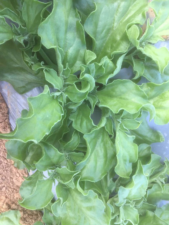 冰草又名冰菜，近幾年在市場上是極為熱銷的綠色菜品。冰草營養價值高，吃起來口感鮮美，營養價值高，市場價格很高，種植經濟效益很不錯。冰草以前我國是沒有的，它原產非洲，后來因為經濟營養價值高，引種種植，目前的發展前景很不錯。那么美，種植冰草有前景嗎?種植冰草收入怎樣?下面我們一起來看看吧!  一、種植冰草有前景嗎? 冰草是一種新的特色食材，它的表面有水滴狀的結晶，看起來表面結了一層冰，所以取名冰菜。冰草吃起來爽口、多汁，營養價值高，一公斤售價十幾元，很受市場歡迎。冰草的生長期長達6個月，一年可以種植兩茬，畝產量高達3000公斤，按照現在的行情，每公斤冰菜可以賣到10元，種植效益非常可觀。冰草不僅可以食用，還能起到美容、預防三高的作用，種植前景很不錯。  二、種植冰草收入怎樣? 冰草是一種比較爽口的蔬菜，食用方法也很多，用它配上一些芝麻醬，然后蘸著醬，非常好吃。冰草是我國產的，它是從非洲引進來的，種植的時候要提高肥水的使用效率，這樣有助于增產。冰草口感脆嫩，以做涼拌菜為主。冰草屬于高端蔬菜，多數從大連等地引進，售價高達30元每公斤。從去年春天開始，范學江經朋友介紹開始嘗試種植冰菜，經過一年的嘗試，發現種植冰草的收入很可觀，產地收購價10元每公斤，一畝地可產3000公斤，那么一畝地最低收益3萬元。  三、種植冰草的方法 1、播種 冰草種子小，浸種催芽，播種溫度控制在20℃，薄土覆蓋，播種后35—40天可出芽，培育苗高5厘米左右就可以移栽入圃了。 2、移栽 冰菜耐干旱性強，透氣好、排水良好的土壤種植效果好，移栽幼苗的時候注意溫度和光照，株距為30~40cm，控制行距，移栽后澆一次大水，緩苗大約10左右恢復長勢。 3、管理 給冰菜澆水的時候添加點食用鹽，葉面出現萎蔫的時候就可以澆水了，時間盡量清晨，溫度在10~30℃生長快，低于10℃發生凍害，夏季養護采取遮光措施。 4、采收 葉面附著的結晶成型之后就是冰菜采收的時間，一般2個月左右就可采收，生長高度在10cm左右。采收后的蔬菜需要低溫環境中保存，環境溫度過高，會導致冰草變質。 以上就是關于種植冰草有前景嗎和種植冰草收入怎樣的相關介紹，冰草產地批發報價可到中國花木網查詢，以上價格信息均是花木網商家提供的實時報價，不過因為苗木行情變化較大，所以僅供參考，采購冰草可查詢商家電話詢價。