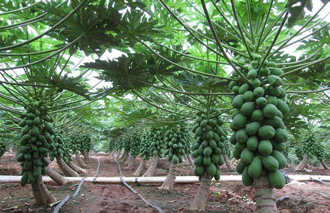 木瓜樹多少錢一棵?2020年木瓜樹價格最新價格 木瓜樹多少錢一棵?2020年木瓜樹價格最新價格