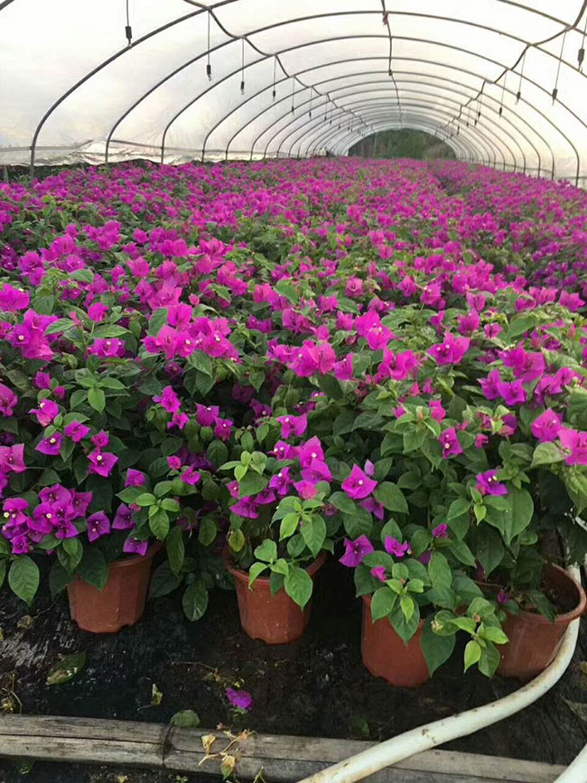 三角梅產地的在哪里?中國最大三角梅的產地