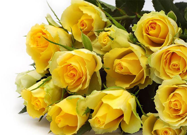 黃玫瑰 黃玫瑰