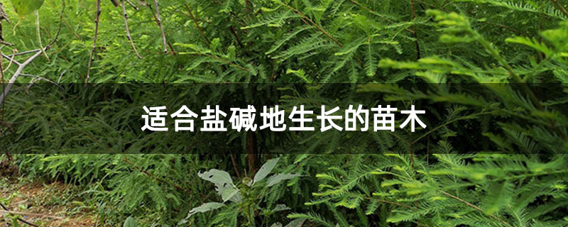 適合鹽堿地生長的苗木 適合鹽堿地生長的苗木