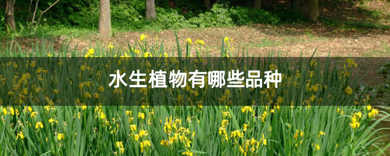 水生植物有哪些品種 水生植物有哪些品種