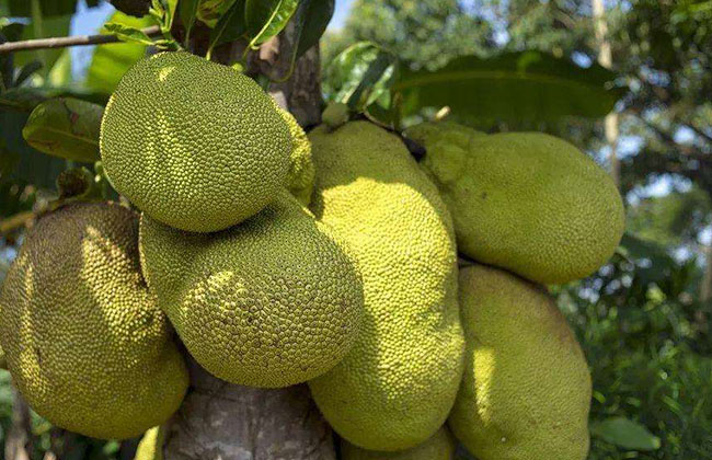 菠蘿蜜 菠蘿蜜