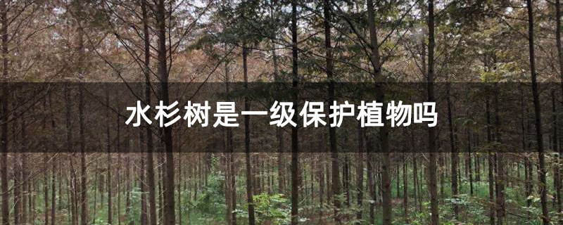 水杉樹(shù)是一級(jí)保護(hù)植物嗎 水杉樹(shù)是一級(jí)保護(hù)植物嗎