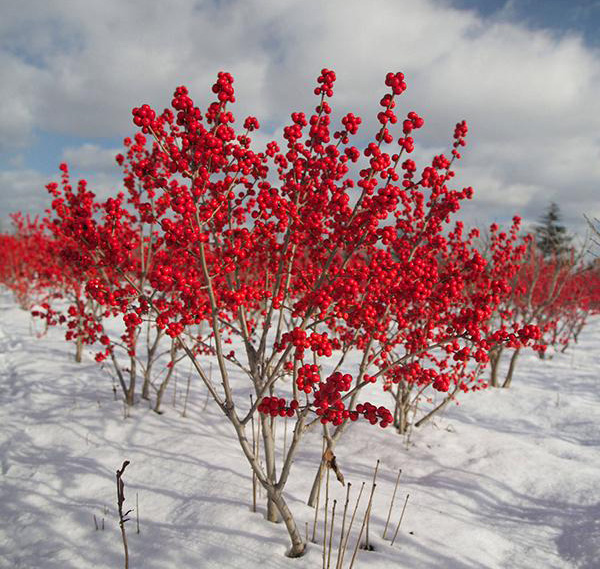 1609905016241009.jpg 1.jpg