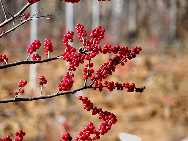 1609905024959819.jpg 2.jpg