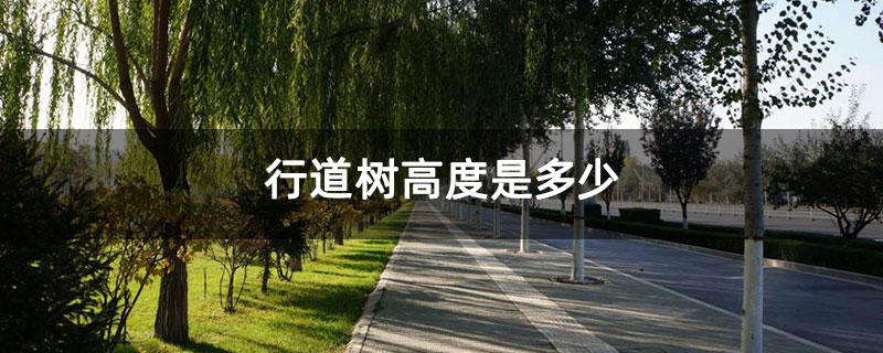 行道樹分枝點高度是多少 行道樹分枝點高度是多少