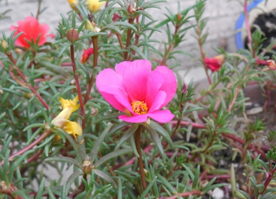 超好養(yǎng)活的太陽(yáng)花